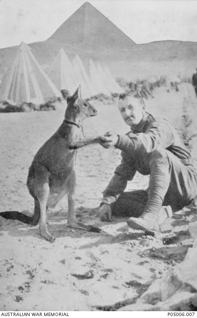 Shake the kangaroo in Egypt (image thanks to the Australian War Memorial)